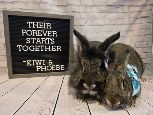 Photo 2 of Kiwi