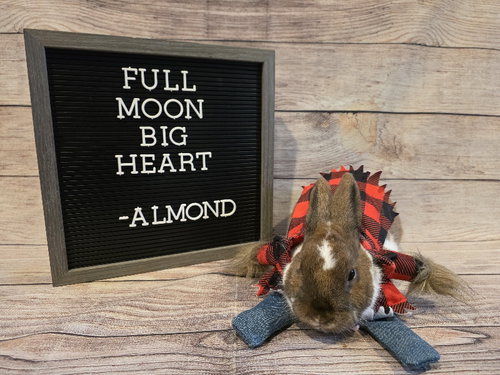 Almond, a rabbit for adoption from Ohio House Rabbit Rescue, Inc.