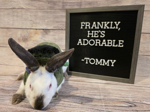 Tommy, a rabbit for adoption from Ohio House Rabbit Rescue, Inc.