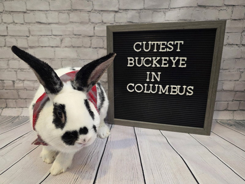 Buckeye, photo 2