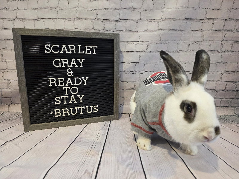 Brutus, photo 2