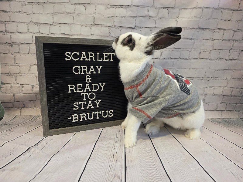 Brutus, photo 3