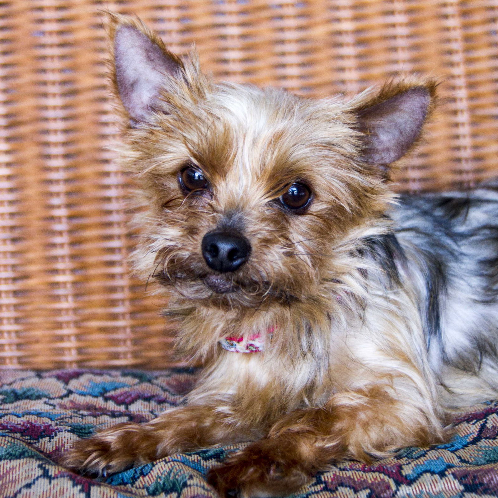 Dog for Adoption Melina, a Yorkshire Terrier Yorkie in Wabasha, MN