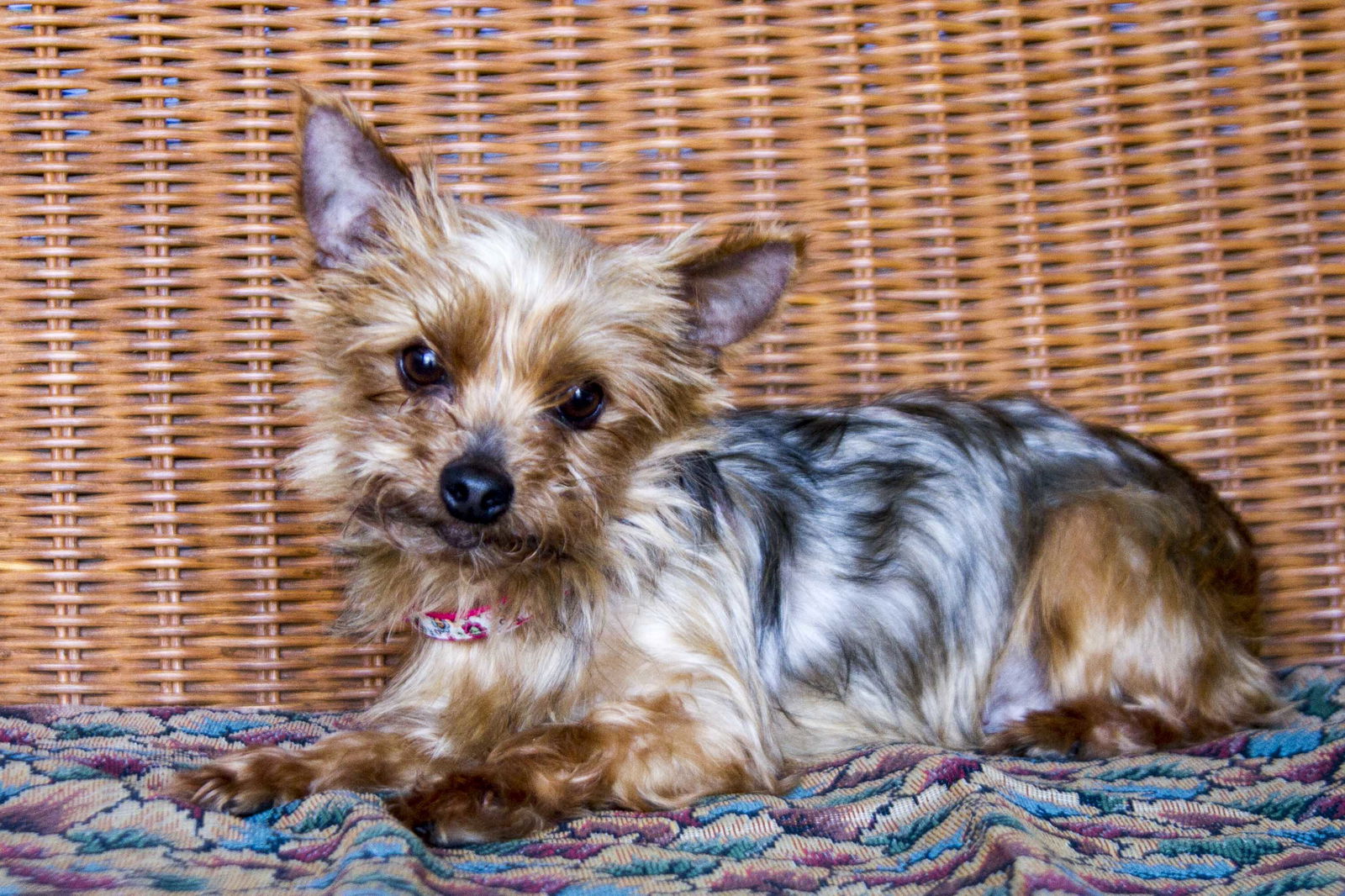 Dog for Adoption Melina, a Yorkshire Terrier Yorkie in Wabasha, MN