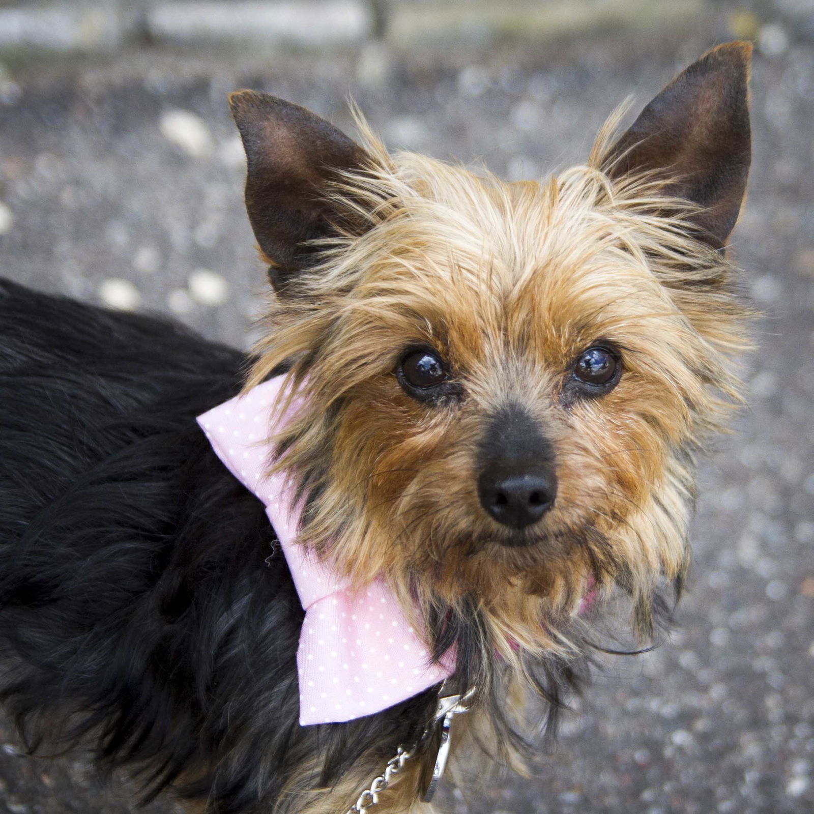 Dog for Adoption Arianna, a Yorkshire Terrier Yorkie in Wabasha, MN