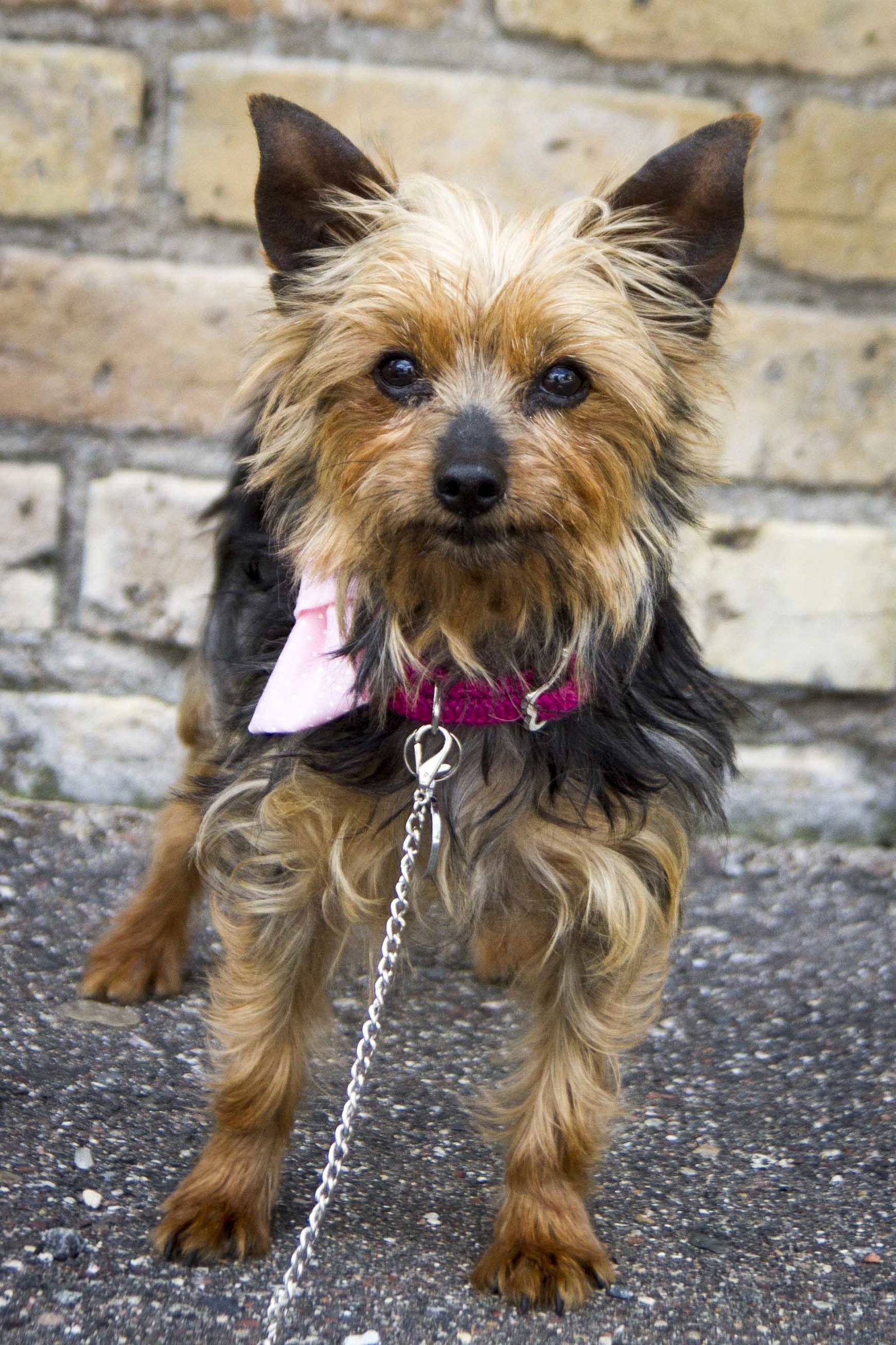 Dog for Adoption Arianna, a Yorkshire Terrier Yorkie in Wabasha, MN