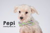 Pepi