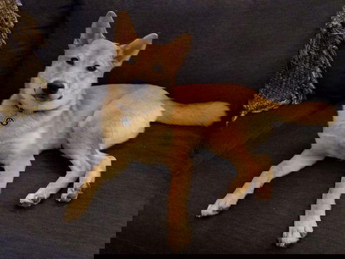 Kaiba