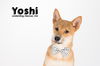 Yoshi