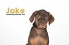 Jake