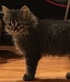 Pepper