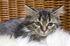 Pepper