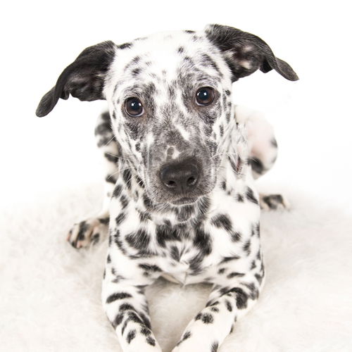 Perdita