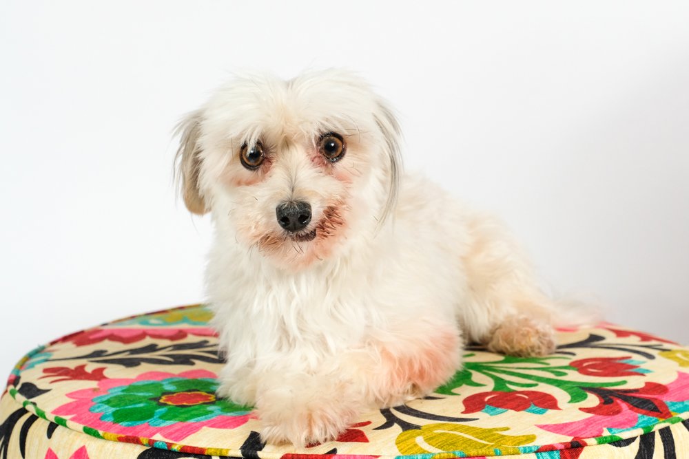 Dolly (bonded pair: Cosmo)