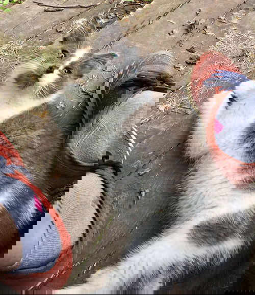 Oy