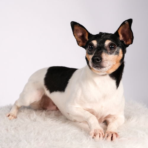 Gidget
