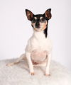 Gidget