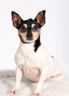 Gidget