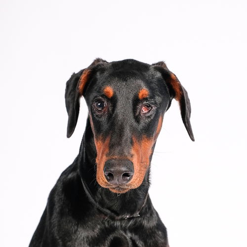 Otto