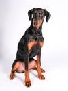 Otto
