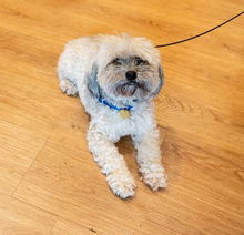 Cosmo (bonded pair: Dolly)