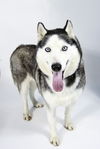 Aleu