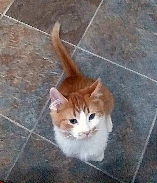 Nugget
