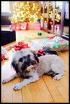 Yule