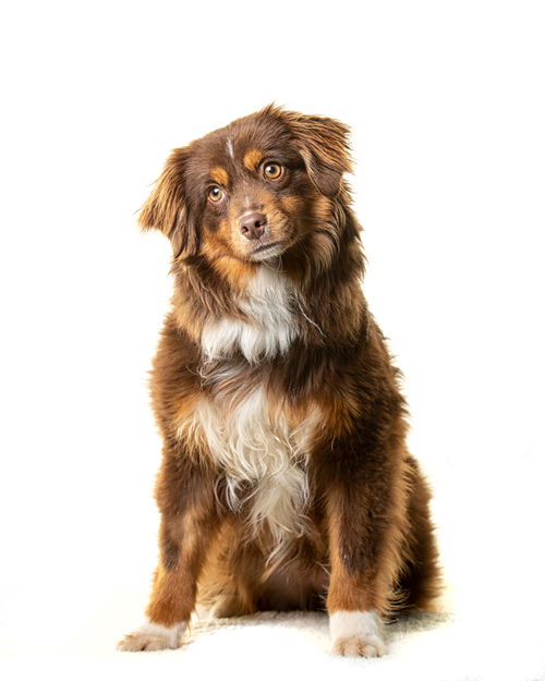 Rasta
