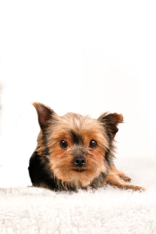 Oscar