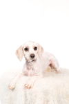 Nellie