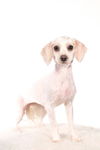 Nellie