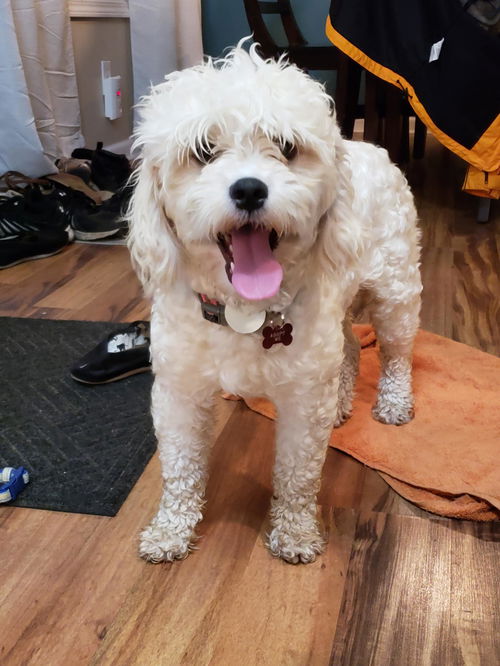 Oz