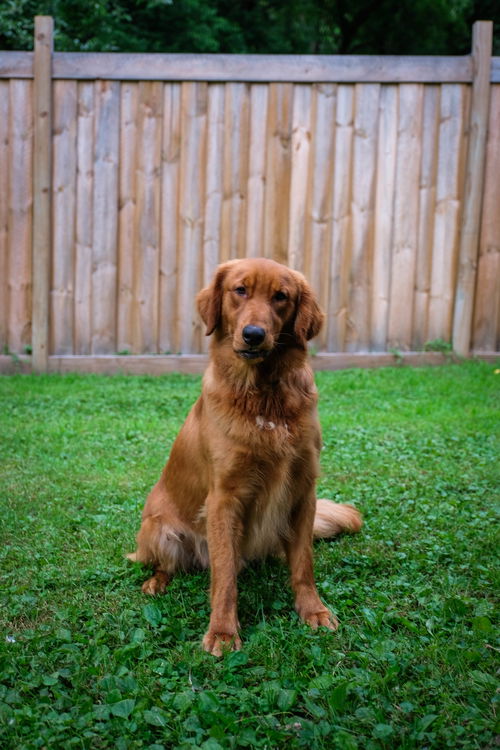 Newton