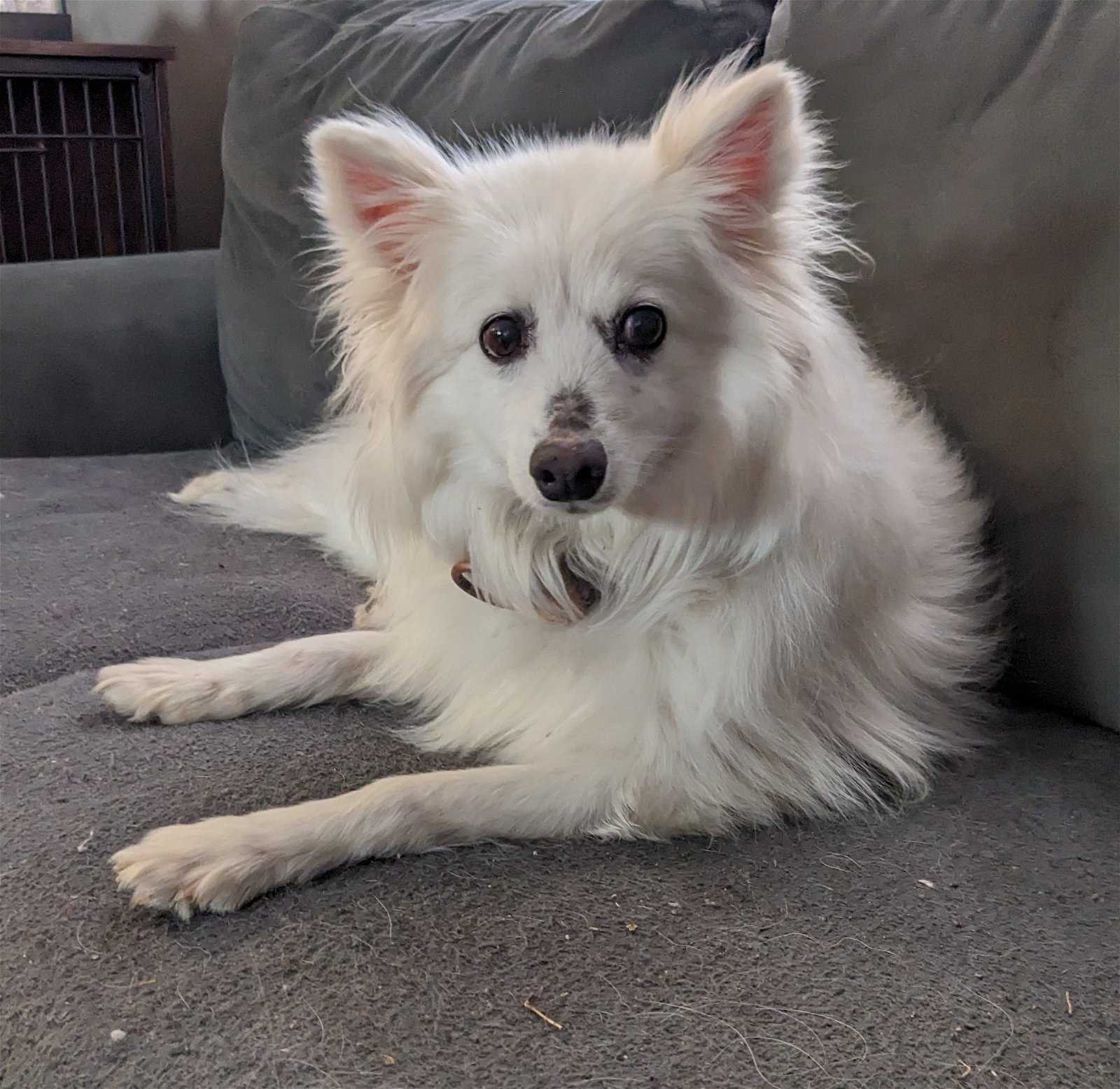 adoptable Dog in Minneapolis, MN named Shoni