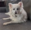 adoptable Dog in minneapolis, MN named Shoni
