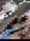 Neska