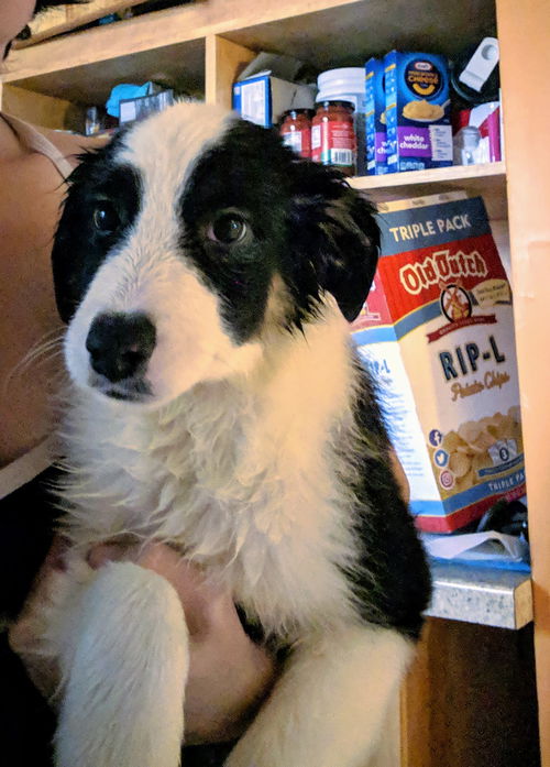 Percy