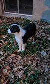 Percy