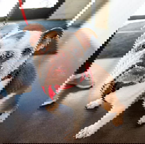 Otis
