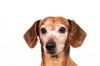 Otto