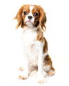 Gertie