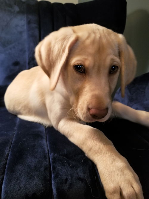 Nilla
