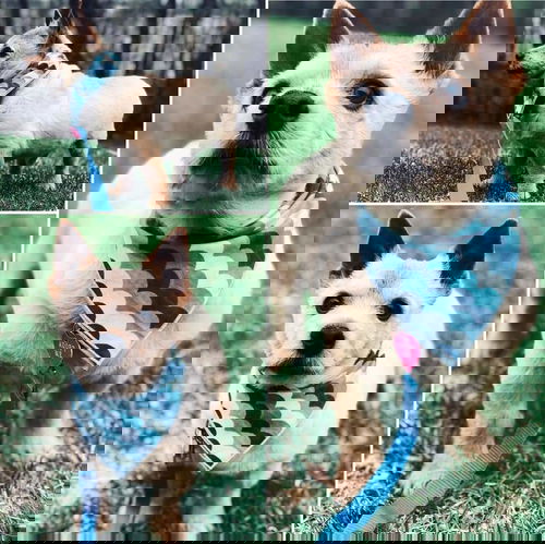 Oscar