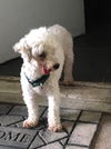 Lambchop