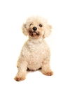 Lambchop