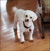 Lambchop