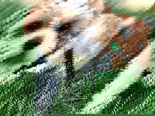 Pete