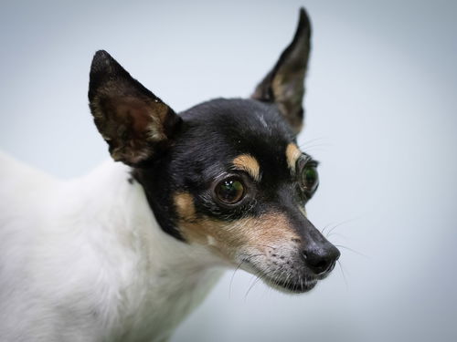 Gidget