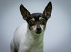 Gidget